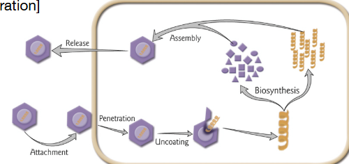 <ol><li><p>attachment</p></li><li><p>penetration</p></li><li><p>uncoating</p></li><li><p>biosynthesis</p></li><li><p>assembly</p></li><li><p>release</p></li><li><p>maturation (sometimes)</p></li></ol><p></p>