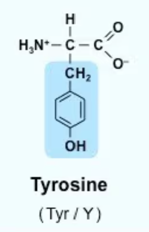 <p>Tyr/Y<br>*CH2—Ph—OH<br>Aromatic Ring!!<br>Neither strongly polar nor nonpolar</p>