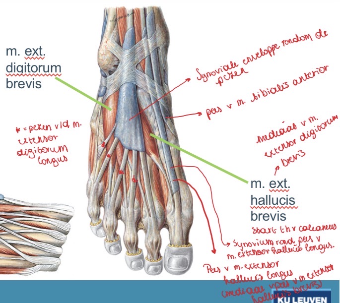 <p><span>De m. Extensor digitorum longus ligt dus bovenop de extensor digitorum brevis, hij ligt meer oppervlakkig.</span></p>