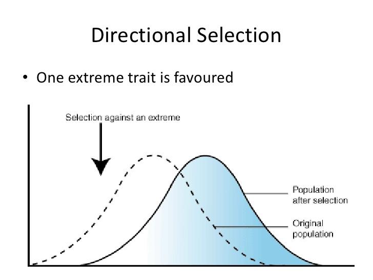 <p>directional selection </p>