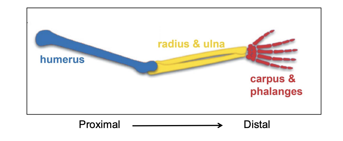 <p>organizing center in the limb bud</p><p>signals to the progress zone to continue to divide and multiply, once the zone gets out of the range of this, it develops into something else</p>