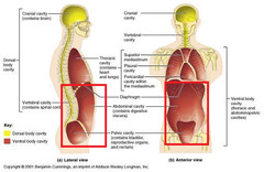 <p>Houses the stomach, intestines, gallbladder, liver, spleen, and kidneys</p>