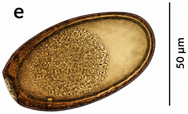 <p>new world camelids</p>