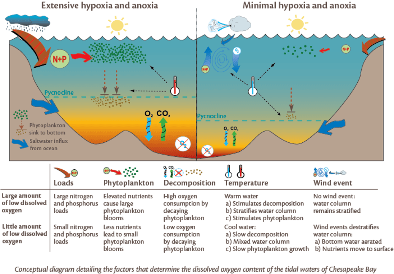 <p>No, they sink below the pycnocline and decompose. Extra nutrients cause algal blooms, but the algae sinks. More organic material to decompose, which uses up more oxygen and causes hypoxia.</p><p>Know the steps in this diagram.</p>