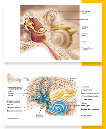 <ul><li><p>bony labyrinth → cavity in temporal bone, filled with perilymph </p><ul><li><p>semicircular canals </p></li><li><p>vestibule </p></li><li><p>cochlea</p></li></ul></li><li><p>membranous labyrinth → ducts and sacs within body labyrinth, filled with endolymph </p><ul><li><p>Equilibrium:</p><ul><li><p>semicircular ducts</p></li><li><p>saccule </p></li><li><p>utricle </p></li></ul></li><li><p>Hearing</p><ul><li><p>cochlear duct </p></li></ul></li></ul></li></ul><p></p>