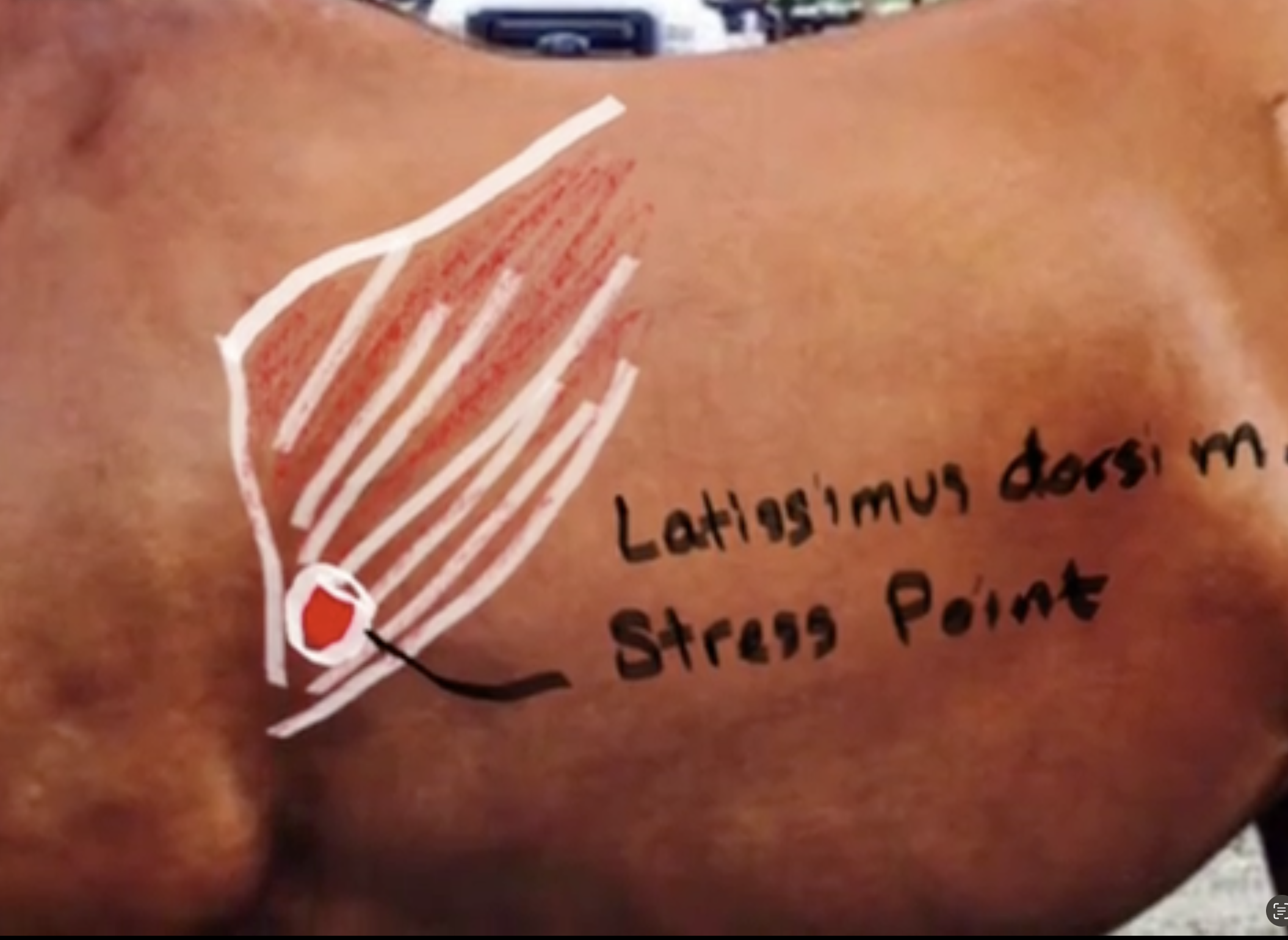 <p>Latissimus Dorsi muscle; causes retraction of foreleg and medial rotation.</p>