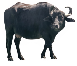<ul><li><p>dairy type</p></li><li><p>10-15 liters per day</p></li><li><p>6-8% kg/L of butterfat</p></li><li><p>Pakistan</p></li><li><p>Large black body, curved horns, highly productive milk</p></li></ul><p></p>