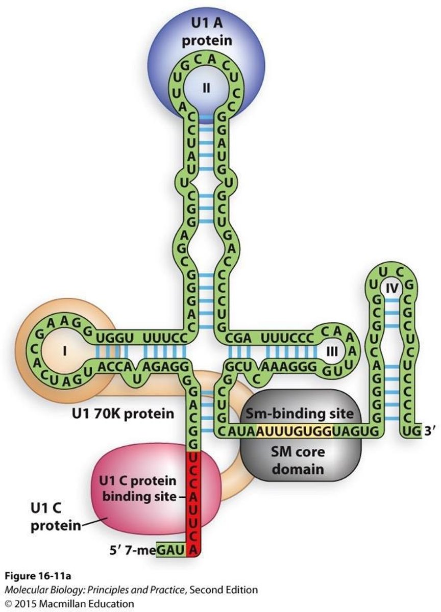 <p>An RNA-RNA interaction due to base pairing.</p>