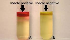 <p>Indole test</p>