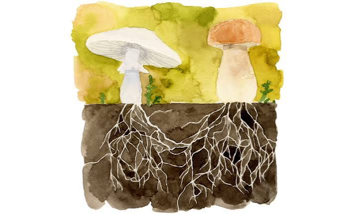 <p>mass of underground hyphae; used as feeding structure in fungi</p>