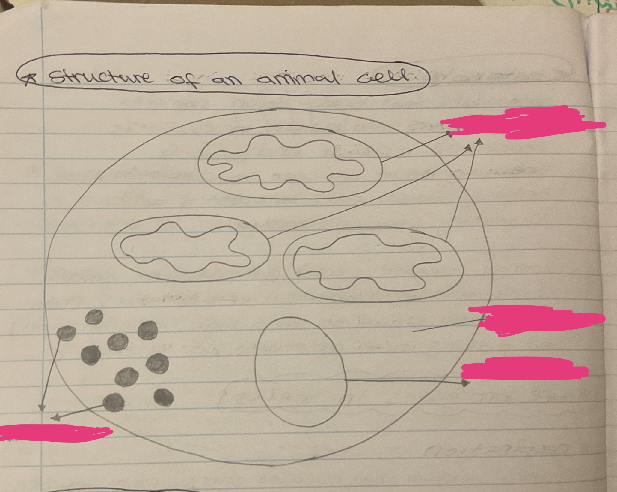 <p>Label this animal cell</p>