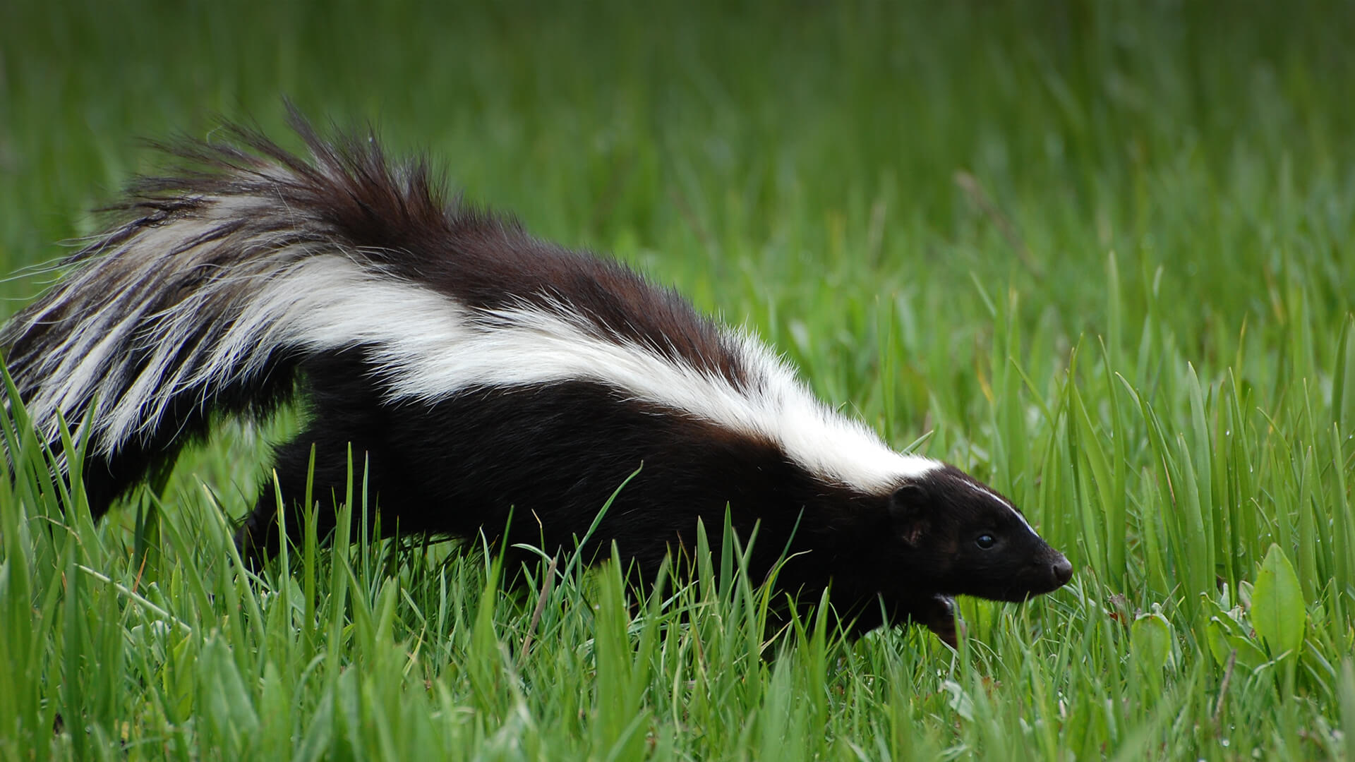 <p>Striped Skunk</p>