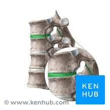 <p>What Joint?</p>