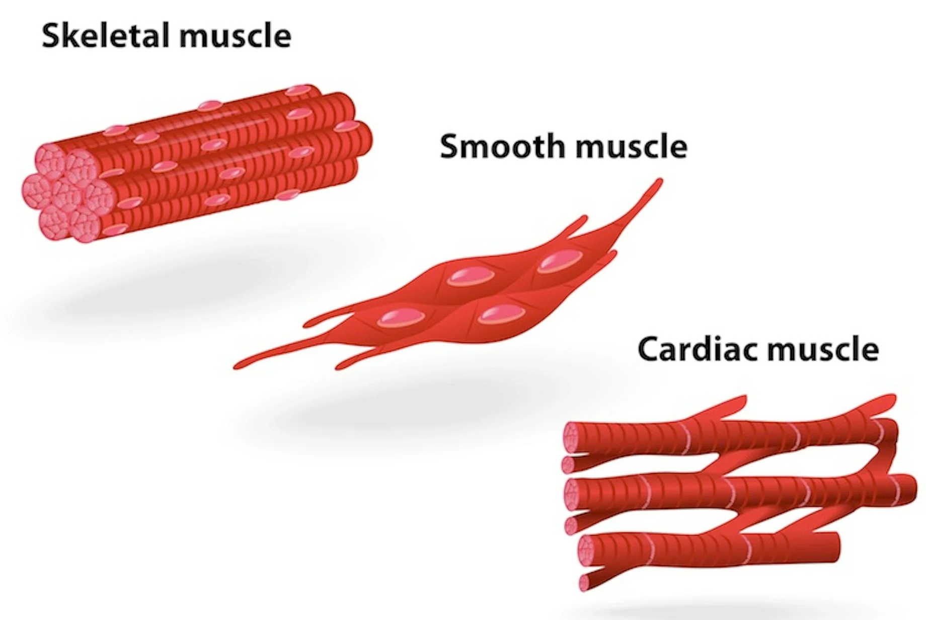 <p>What are the types of muscle tissue</p>