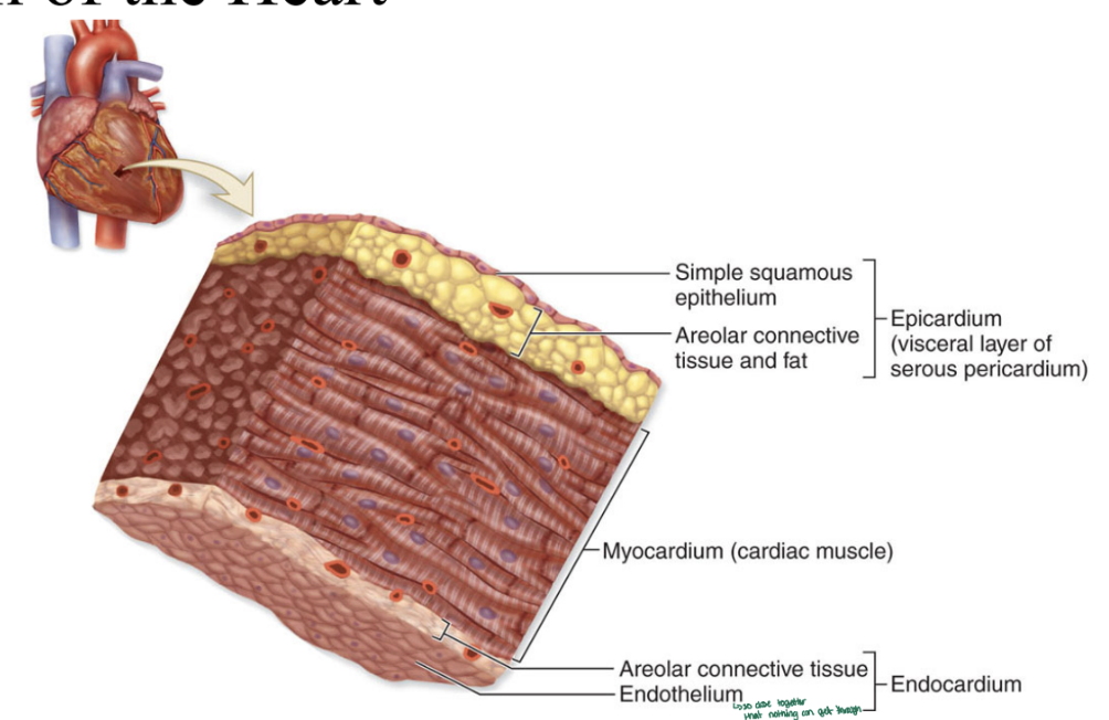 <p>Areolar CT and endothelium are so close to each that nothing can get through</p>