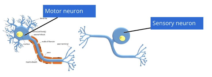 <p><strong>Sensory Neuron</strong> = Cell body partway along axon → 2 axon terminals</p><ul><li><p>Proximal terminal synapses with neurons</p></li><li><p>Distal terminal associated with receptor</p></li><li><p>Neuronal cell bodies in CNS (<span><strong>nucleus</strong></span>) OR PNS (<span><strong>ganglion</strong></span>)</p></li></ul><p><strong>Motor Neuron</strong> = Cell body at one end → 1 axon terminal synapsing onto effector organ</p>