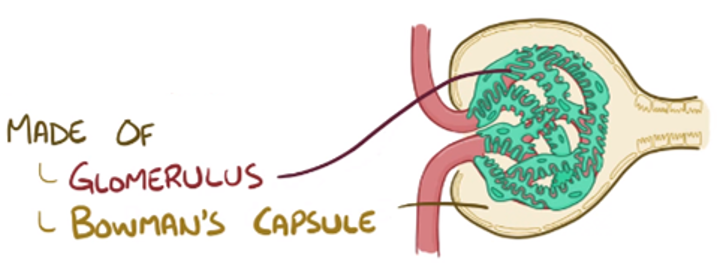 <ul><li><p>the <strong>Glomerulus</strong>* (‘ball of yarn’ - small fenestrated capillaries)</p></li><li><p><strong>Bowman’s Capsule</strong> (container surrounding glomerulus to collect <strong>filtrate</strong>)</p></li></ul><p></p>