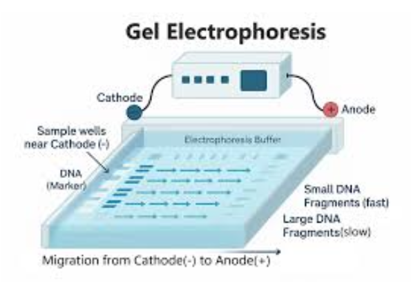 <p>is a laboratory technique used to separate nucleic acids or proteins based on their size and charge, allowing for analysis and identification. </p>