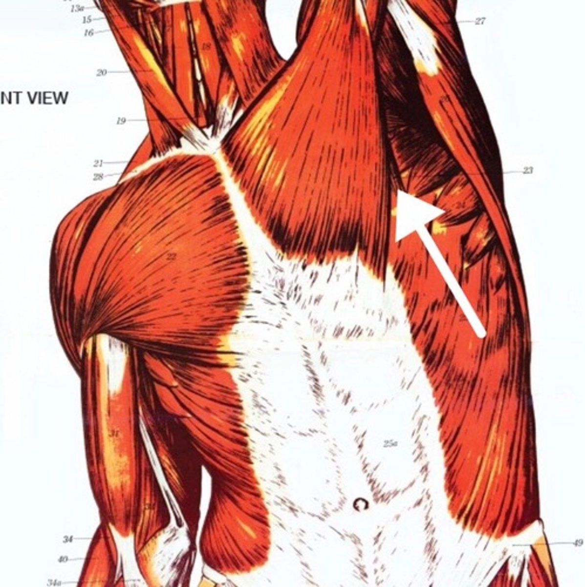 <p>What is this muscle?</p>