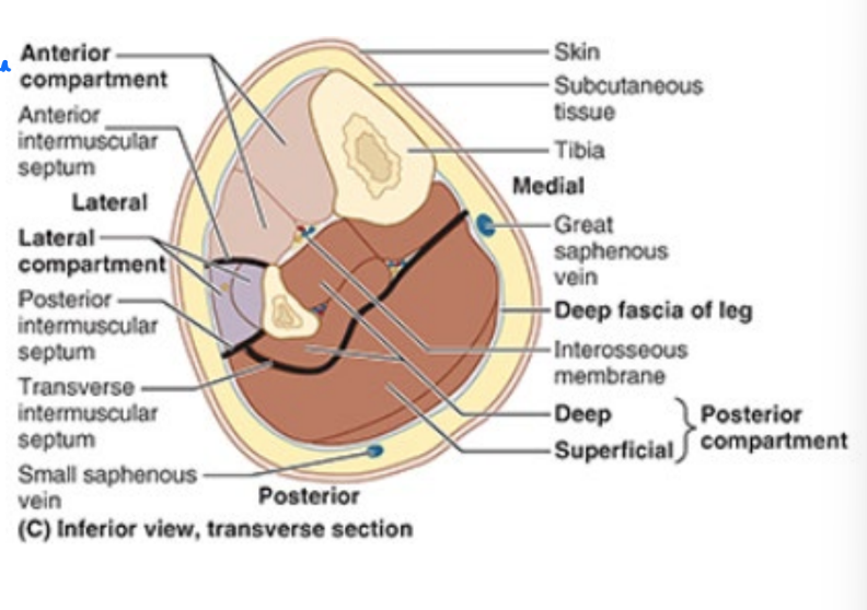 <ul><li><p>intermuscular septa, interosseous memb, bones & crural fascia sep leg in 3 compts</p></li><li><p>anterior, posterior &<strong> lateral</strong></p></li></ul><p></p>