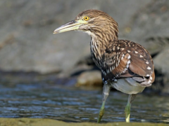 <p>What is the order, family, and species?</p>