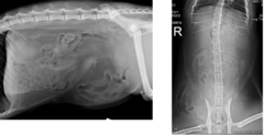 <p>This is a 3-years-old DSH presenting after being HBC, with a swelling on Rt. Inguinal region. What is the radiographic finding?</p>