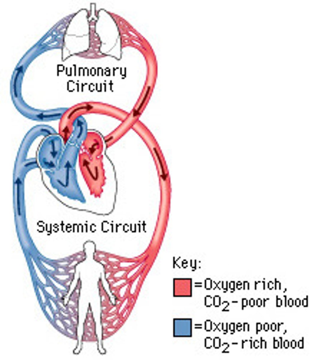<p>pulmonary circuit</p>