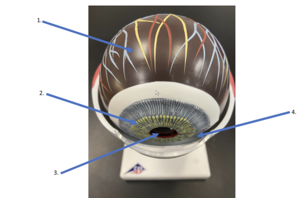 <p><span>What is the fluid found in the anterior chamber as indicated by #4?</span></p>