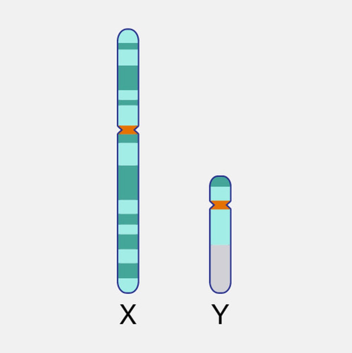 <p>Chromosomes involved in sex determination. E.g., X and y in mammals.</p>