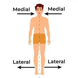 <p>medial</p>