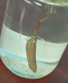 <p><strong>FILO<br>SUBFILO (SUBGRUPO)<br>CARACTERÍSTICAS<br>HÁBITAT</strong></p>