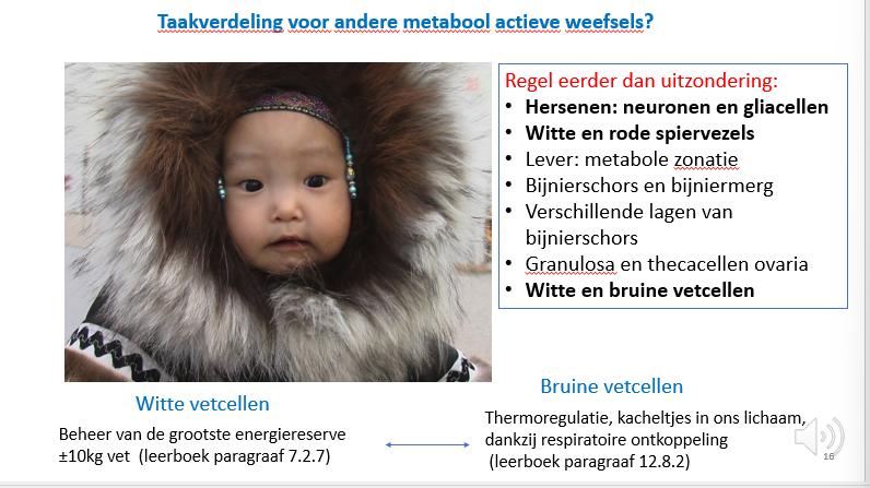 <p><span>Witte vetcellen: slaan onze vetvoorraad subcutaan op in de buikholte</span></p><p style="text-align: left;"><span>Bruine vetcellen: kleine groepen van vetcellen zonder stockage functie.</span></p><p style="text-align: left;"><span>Ze zullen eerder onze lichaamstemperatuur op peil houden door brandstoffen te verbranden met enkel productie van warmte.</span></p><p style="text-align: left;"><span>Ze kunnen dit doen dankzij respiratoire uncouppling proteins.</span></p>