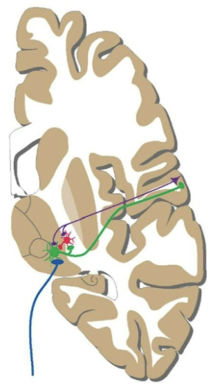 <ul><li><p>Derivative of the ventral thalamus which contains GABAergic neurons that project to all thalamic nuclei</p></li><li><p>Receives collateral from thalamocortical and corticothalamic projection cortices (unlike nuclei of the dorsal thalamus, these do not project to the cortex)</p></li><li><p>Gates activity of neurons within thalamic nuclei (ie. related to saliency or focusing on a sensory or motor modality)</p></li><li><p>Important for synchronization of cortical activity during sleep (non REM) —> sleep spindle and delta wave activity </p></li></ul><p></p>
