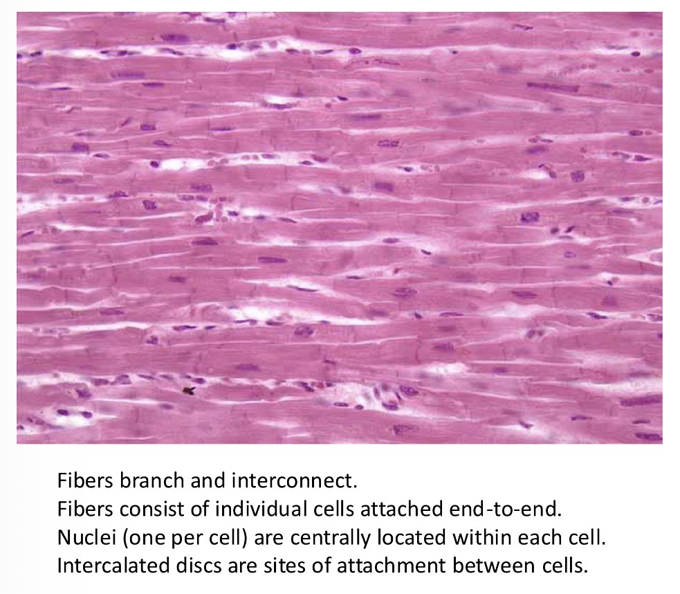 <p>A unit structure of muscle that can propagate electric activity</p>