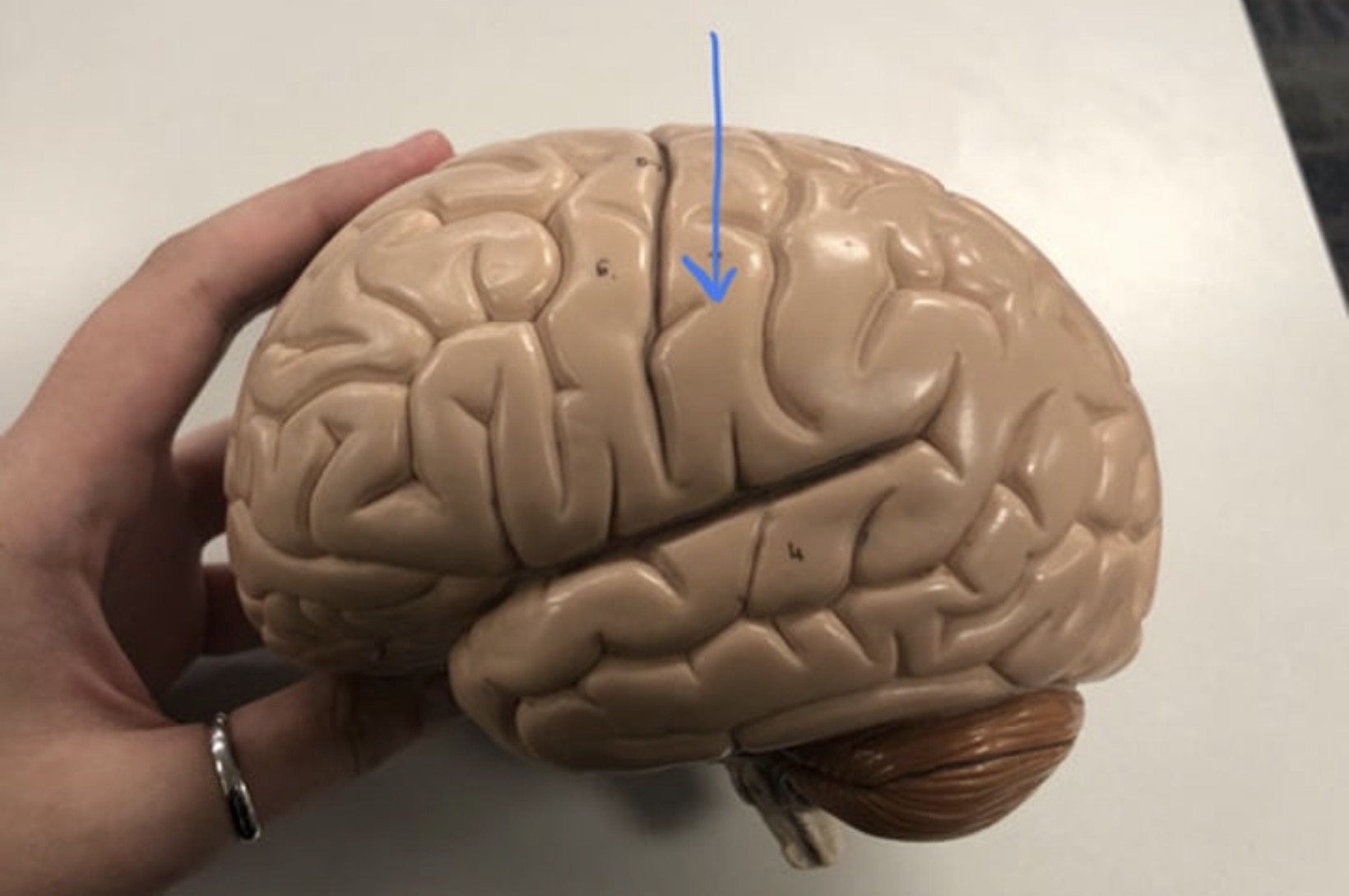 knowt flashcard image