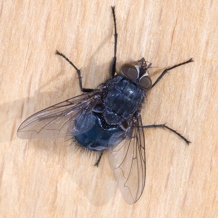 <p>rad:</p><p>druh:</p>