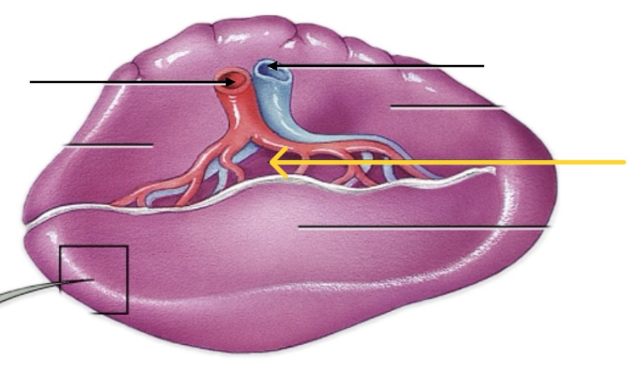 <p>Which part of spleen:</p><ul><li><p>Depression on medial surface</p></li></ul><p></p>