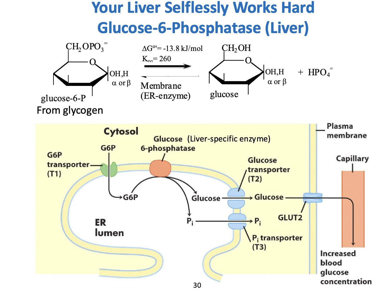 <p><strong>1. The Chemistry:</strong></p><ul><li><p><strong>Reaction:</strong> G6P + H₂O → Glucose + Pi</p></li><li><p><strong>ΔG°' = -13.8 kJ/mol</strong> → spontaneous, exergonic</p></li><li><p><strong>Purpose:</strong> G6P is charged → cannot cross membranes. Dephosphorylation makes <strong>free glucose</strong> that can exit the cell.</p></li></ul><p><strong>2. Compartmentalization in the ER:</strong></p><ul><li><p><strong>Step 1 (T1):</strong> G6P transported from cytosol → ER lumen</p></li><li><p><strong>Step 2:</strong> Glucose-6-phosphatase in ER removes phosphate → glucose + Pi</p></li><li><p><strong>Step 3 (T2 &amp; T3):</strong> Glucose exits ER via T2, Pi exits via T3</p></li><li><p><strong>Step 4:</strong> Free glucose leaves cell via <strong>GLUT2</strong> → enters bloodstream</p></li></ul><p><strong>3. Why “Selfless”?</strong></p><ul><li><p>Muscle lacks G6Pase → must use G6P for own energy</p></li><li><p>Liver can <strong>release glucose to feed other organs</strong> (brain, muscles) during fasting</p></li><li><p>ER acts as a <strong>secure room</strong> → prevents accidental glucose loss; release is regulated (e.g., by glucagon)</p></li></ul><p><strong>Takeaway:</strong> The liver has a <strong>specialized ER-based system</strong> to convert stored G6P into blood glucose, supporting other tissues when needed.</p>