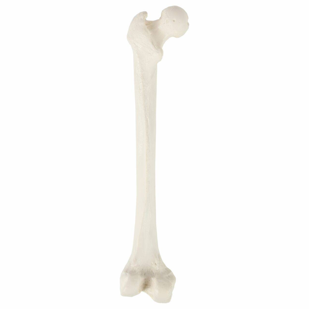 <p>What detached bone is this?</p>