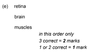 <ul><li><p>A — retina</p></li><li><p>B — brain</p></li><li><p>C — muscles</p></li></ul><p></p>