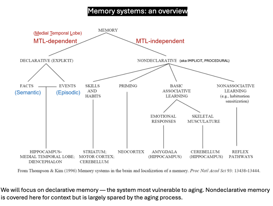 <p>memory systems</p><p><em>declarative</em><br><em>- facts</em><br><em>- semantic</em><br><em>—hippocampus</em><br><em>—MTL</em><br><em>—diencephalon</em></p>