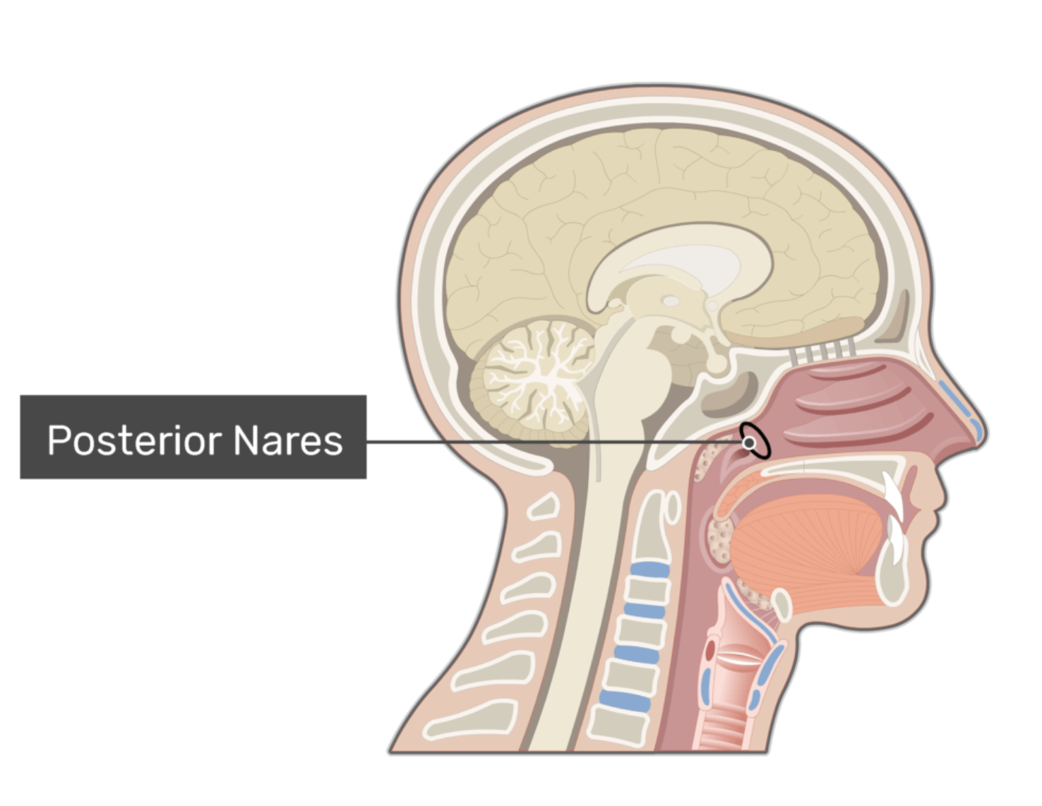 <p>Openings connecting the nasal cavity to the nasopharynx; passageway for airflow toward the throat.</p>