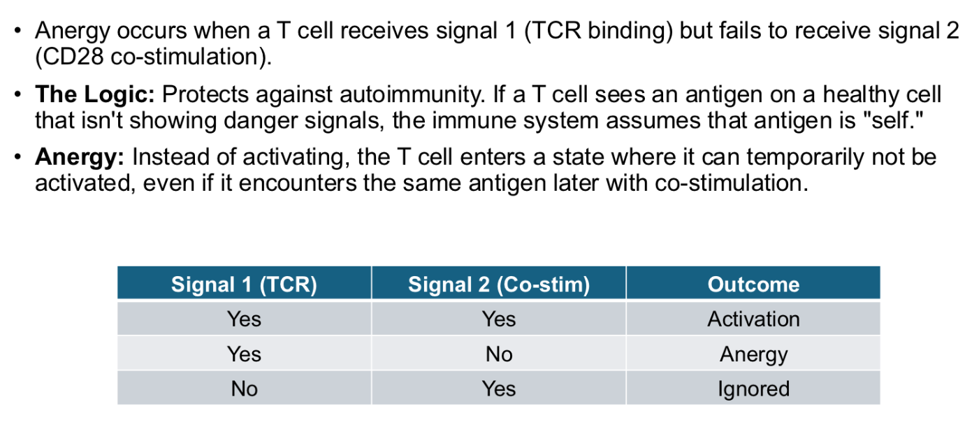 <p><span><span>a state of immune system unresponsiveness where lymphocytes, particularly T cells, become functionally inactive upon encountering an antigen without necessary co-stimulatory signals.</span></span> (even self-antigen stimuli)</p>