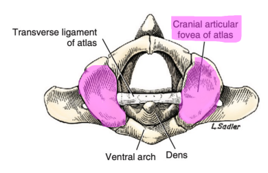 <p>Q: The cranial articular fovea of the atlas articulates with the …… </p><p>A. dens of the axis </p><p>B. caudal articular fovea of the axis </p><p>C. transverse processes of the cervical vertebrae </p><p>D. occipital condyles of the skull</p>