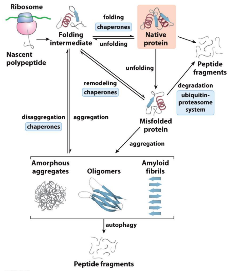 <ul><li><p>Loss of function</p></li><li><p>Aggregation (Parkinson’s, Alzheimer’s) </p></li><li><p>These are all in equilibrium systems </p></li><li><p>Autophagy is when the protein eats itself to try and stop this aggregation </p></li></ul><p></p>