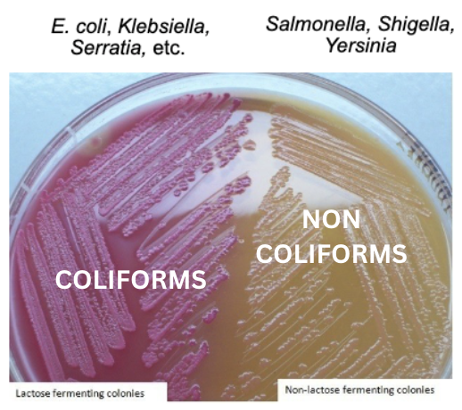 <p>neutral red, </p><p>colorless: pH >/above 6.8</p><p>red (because of acid from lactose fermentation): pH </below 6.8</p>