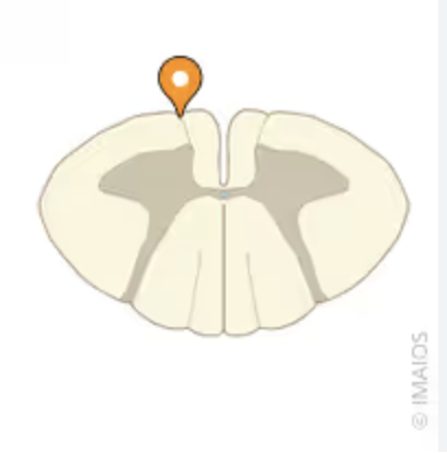 <p>bottom ventral nerve connection</p>