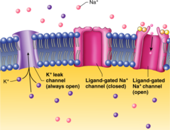 <p>channels that are always open and allow ions to move along their gradient</p>