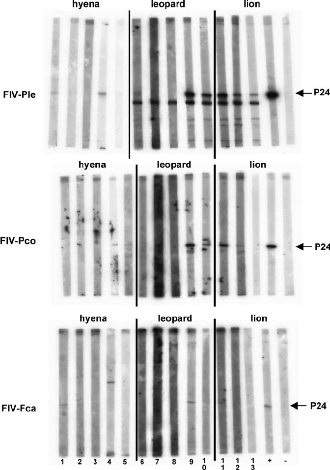<p>Western Blot (FIV Confirmation)</p>