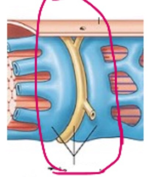 <p>Enlarged ends of S.R. , stores calcium (calcium closet)</p>